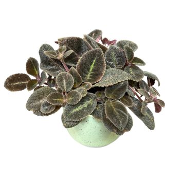 Episcia 'Emerald Velvet'