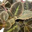Episcia 'Emerald Velvet'