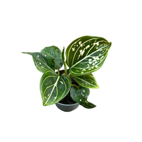 Aglaonema 'Tom's Pride'