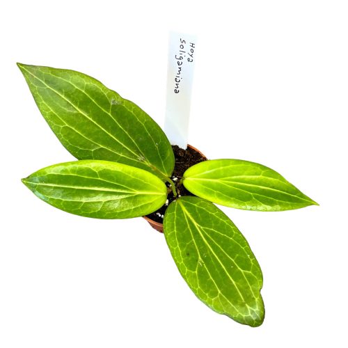 Hoya soligamiana