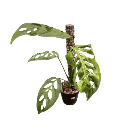 Monstera epipremnoides 'Esqueleto' (Inplanted) 40 cm