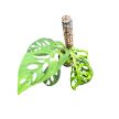 Monstera epipremnoides 'Esqueleto' (Inplanted) 40 cm