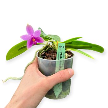 Phalaenopsis violacea var. coerulea