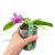 Phalaenopsis violacea var. coerulea