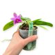 Phalaenopsis violacea var. coerulea