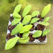 Hoya sp. 'Sabah' EPC961 (Inplanted)