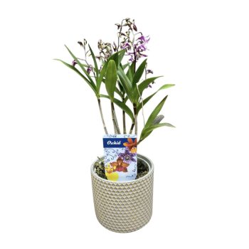 Dendrobium kingianum hibrid (virág nélkül)