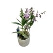 Dendrobium kingianum hibrid (virág nélkül)
