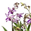 Dendrobium kingianum hibrid (virág nélkül)