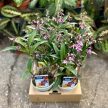 Dendrobium kingianum hibrid (virág nélkül)