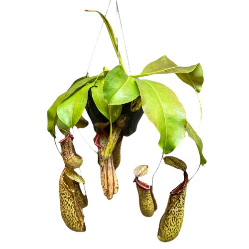 Nepenthes 'Miranda' (XL) Kancsóka (leértékelt)