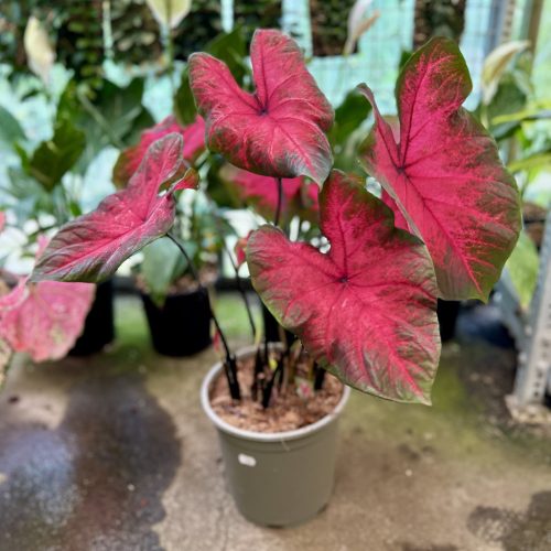 Caladium bicolor 'Postman Joyner' (XXL)