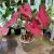 Caladium bicolor 'Postman Joyner' (XXL)