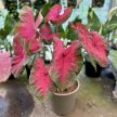 Caladium bicolor 'Postman Joyner' (XXL)