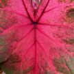 Caladium bicolor 'Postman Joyner' (XXL)
