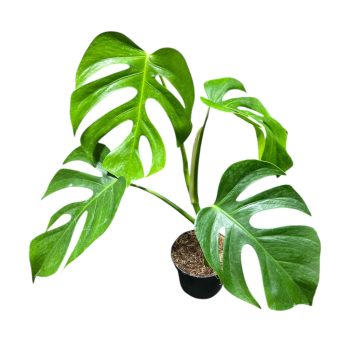 Monstera deliciosa var. sierrana 'Hawaii'