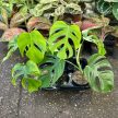 Monstera deliciosa var. sierrana 'Hawaii'