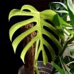 Monstera deliciosa var. sierrana 'Hawaii'
