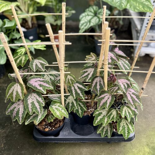 Passiflora trifasciata (6 pcs)