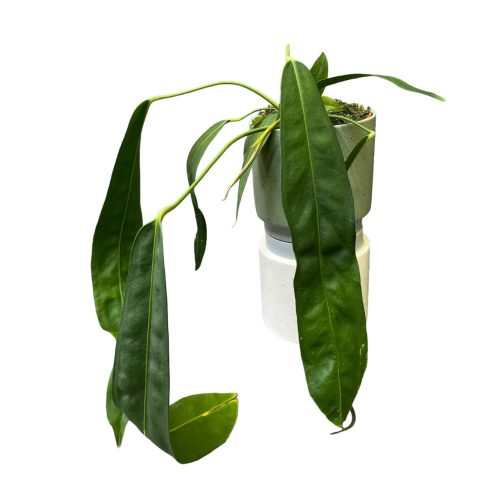 Anthurium wendlingeri (L)