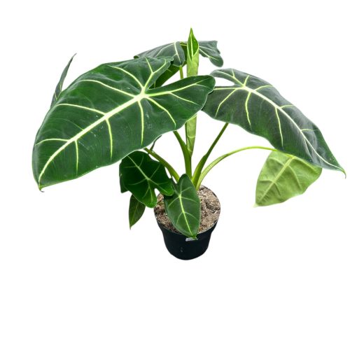Alocasia micholitziana 'Frydek' (XL)