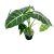 Alocasia micholitziana 'Frydek' (XL)