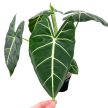 Alocasia micholitziana 'Frydek' (XL)