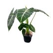 Alocasia micholitziana 'Frydek' (XL)