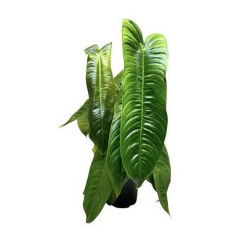 Philodendron sharoniae (XL)