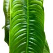 Philodendron sharoniae (XL)