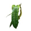 Philodendron sharoniae (XL)