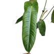 Philodendron sharoniae (XL)