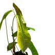 Philodendron sharoniae (XL)