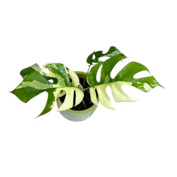 Rhaphidophora tetrasperma 'Variegata'