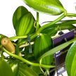 Vanilla planifolia 'Aurea' extra