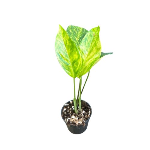 Epipremnum pinnatum 'Aurea' mini (Inplanted)