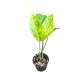 Epipremnum pinnatum 'Aurea' mini (Inplanted)