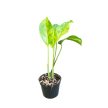 Epipremnum pinnatum 'Aurea' mini (Inplanted)