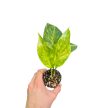 Epipremnum pinnatum 'Aurea' mini (Inplanted)