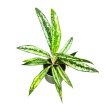 Aglaonema 'Sunray Green'