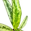 Aglaonema 'Sunray Green'