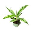 Aglaonema 'Sunray Green'