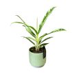 Aglaonema 'Sunray Green'