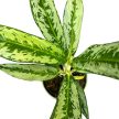 Aglaonema 'Sunray Green'