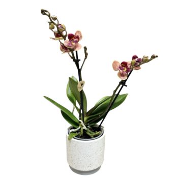 Phalaenopsis 'Bolzano' <3-LIPS>