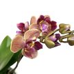 Phalaenopsis 'Bolzano' <3-LIPS>
