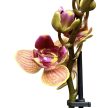 Phalaenopsis 'Bolzano' <3-LIPS>