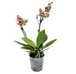 Phalaenopsis 'Bolzano' <3-LIPS>