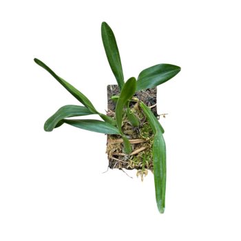 Bulbophyllum falcatum parafán (Inplanted)