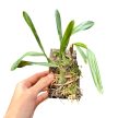 Bulbophyllum falcatum parafán (Inplanted)